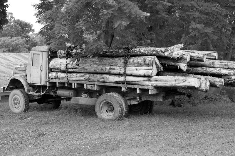 Illegally extracted timber seized by authorities in Karbi-Anglong district, Assam